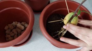 Авокадо пересаживаем в горшки))