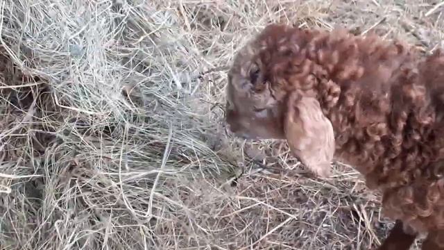 продолжаем обучение кобылки. смотреть онлайн