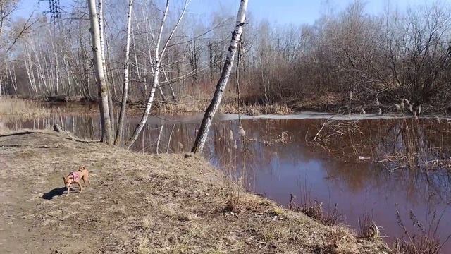 Гуляем) смотреть онлайн
