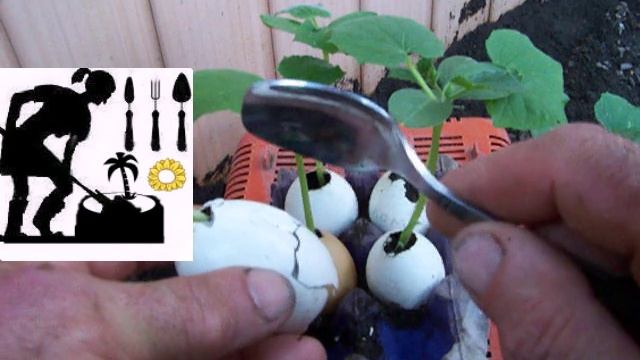 Рассада-ранняя. смотреть онлайн