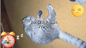 Барсик на даче и дома. Нирвана кота.