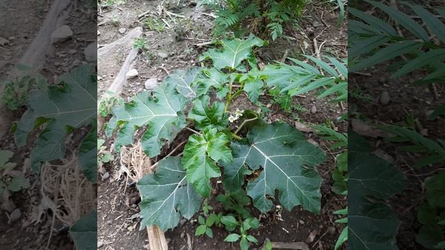 Our Solanum Capsicoides Plant Cockroach Berry Tropical Plant Invasive смотреть онлайн
