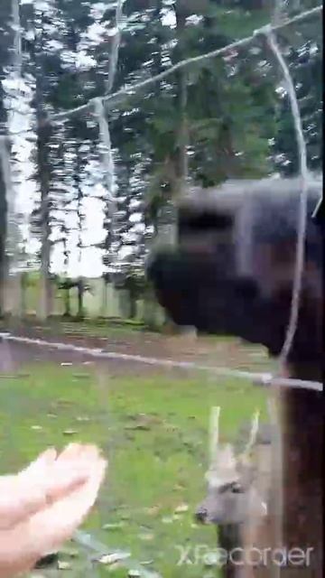 ЛАММА МАЖОР и Олень не понял смотреть онлайн