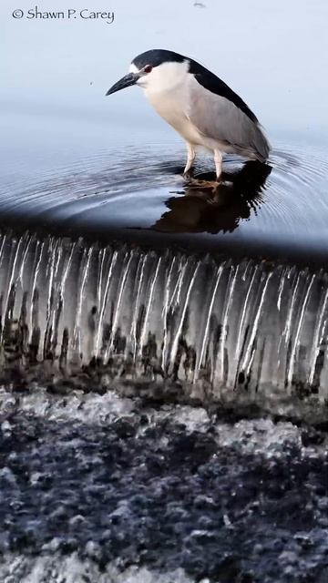 Photographing Birds: Black-crowned Night Heron #bird #wildlifephotography #birdphotography смотреть онлайн