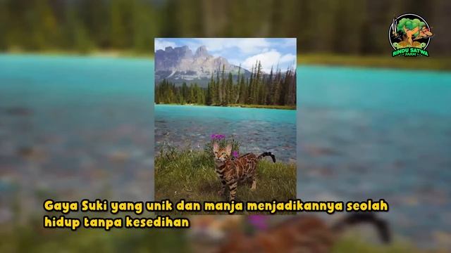 Suki, Kucing Menggemaskan Hobi Traveling