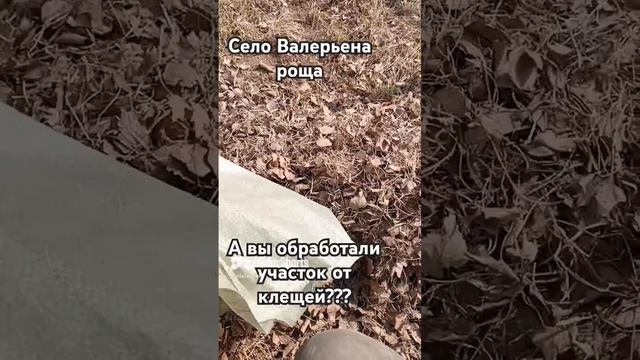 Обработка участка от клеща март 2025 смотреть онлайн