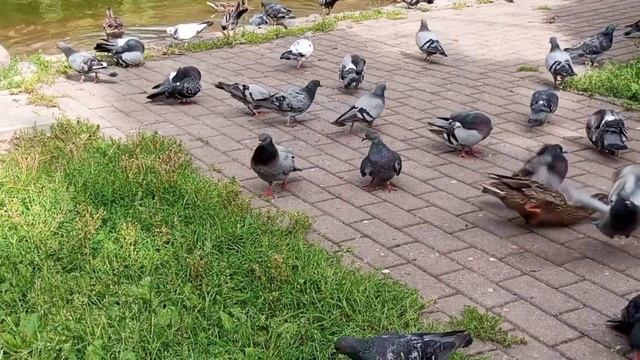 Как утка гоняет голубей смотреть онлайн
