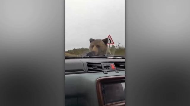 НЕВЕРОЯТНЫЕ МОМЕНТЫ, СНЯТЫЕ НА КАМЕРУ. ЛУЧШЕЕ ЗА МЕСЯЦ