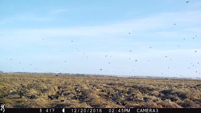 Massive flock of ducks feeding at Umatilla National Wildlife Refuge смотреть онлайн