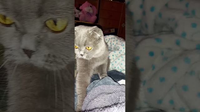 кошечка убирает все плохие мысли, чистка энергетики asmr