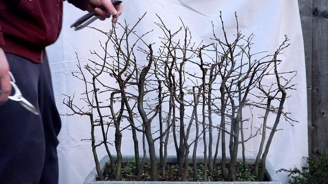 Hornbeam forest - taking the design forward смотреть онлайн