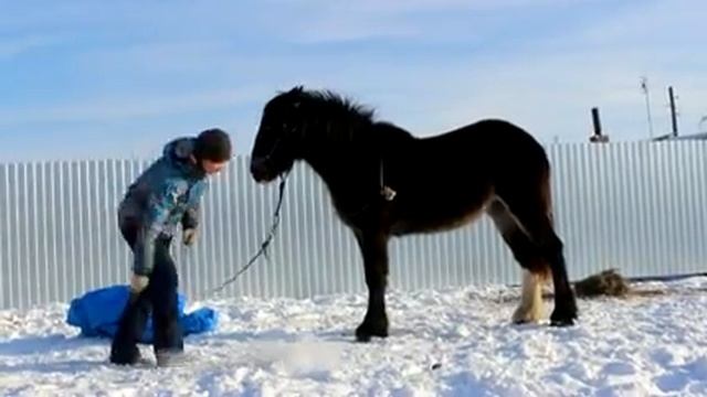 "Пугаю" лошадь смотреть онлайн