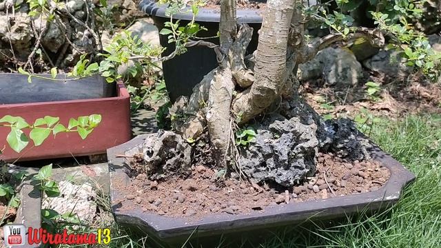 Cek harga bonsai di rumah Mas Gareng смотреть онлайн