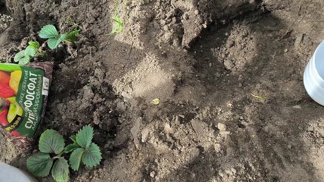 Как решила подготовить лунки для высадки томатов смотреть онлайн