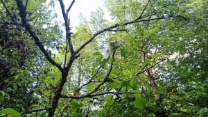 Заброшенная пасека в лесу.