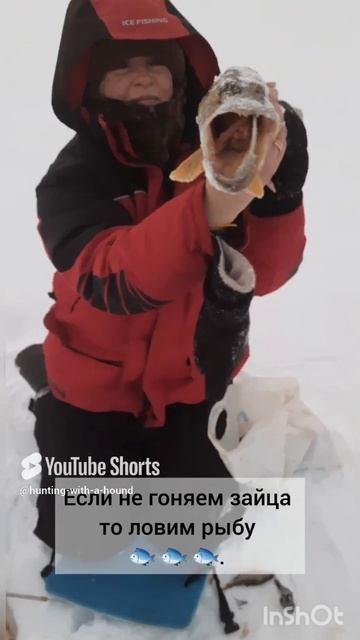 Если не гоняем зайца то ловим рыбу 🐟 🐟 🐟.#рыбалка #fishing #щука#охотасгончей #топ #hunting #tro смотреть онлайн