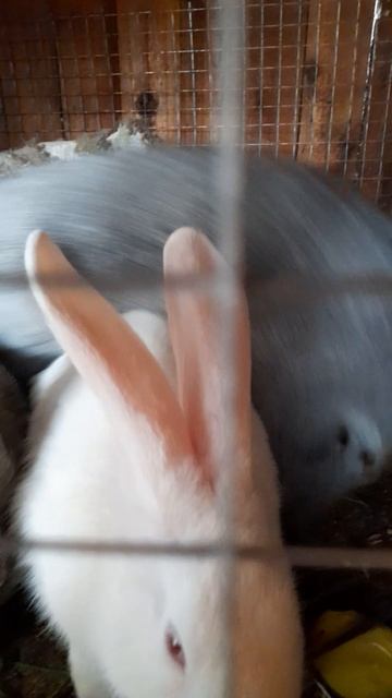 кролики как машина грызут всё, всё...что в клетке....