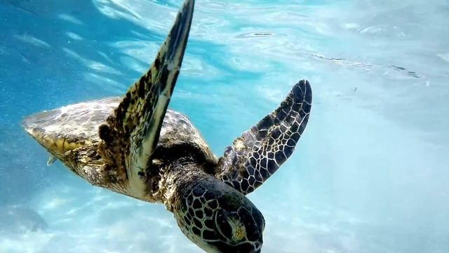 Turtle, The King of Ocean; & Beautiful Song "Complications" Playing in the Background смотреть онлайн