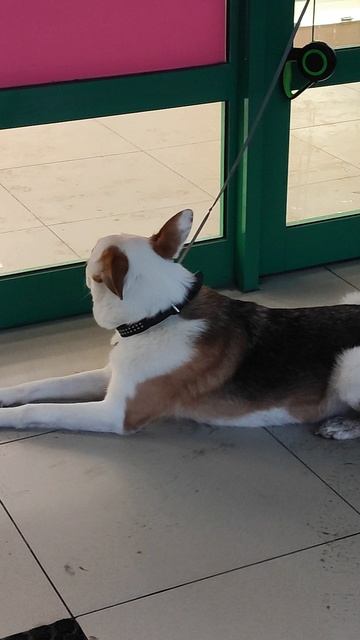 Каролинская собака🐕 смотреть онлайн