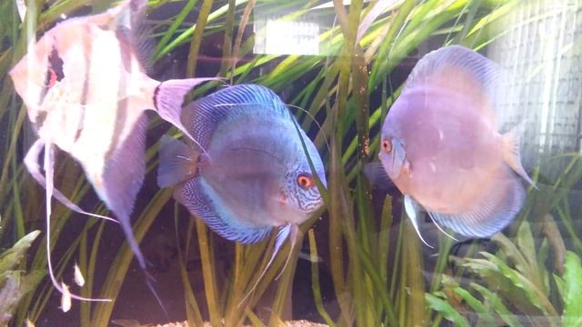 Discus Cobalt blue/Blue diamond cift смотреть онлайн