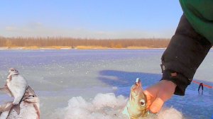 ПЕРВЫЙ ЛЕД 2024-2025 ПРОДОЛЖАЕТСЯ! РЫБАЛКА НА ЛЬДУ И БЕШЕНЫЙ КЛЕВ РЫБЫ! Зимняя рыбалка 2025