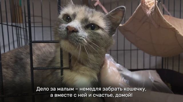 ЛИЛИБРИДЖ смотреть онлайн