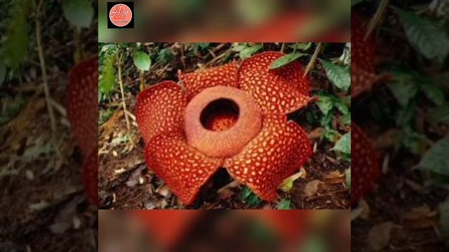 World Largest Flower Raffesia Arnoldll смотреть онлайн