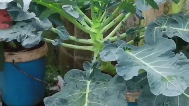 COMO plantar BRÓCOLIS em VASOS passo a passo #vidanaroça-hq #hortaemcasa #brocolis смотреть онлайн