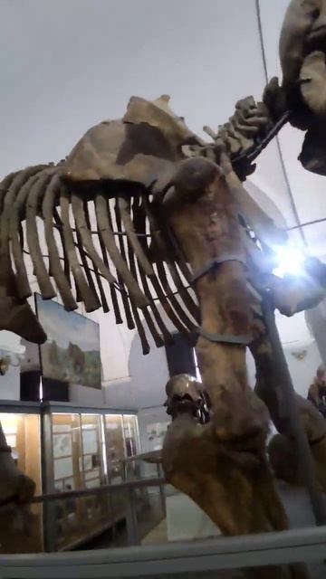 Скелет мамонт #музей #спб смотреть онлайн