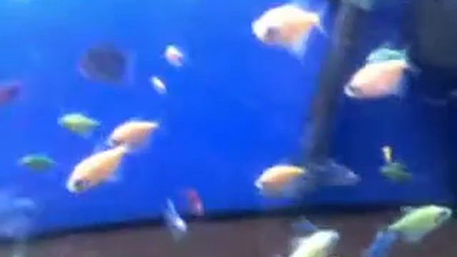 аквариумные рыбки смотреть онлайн