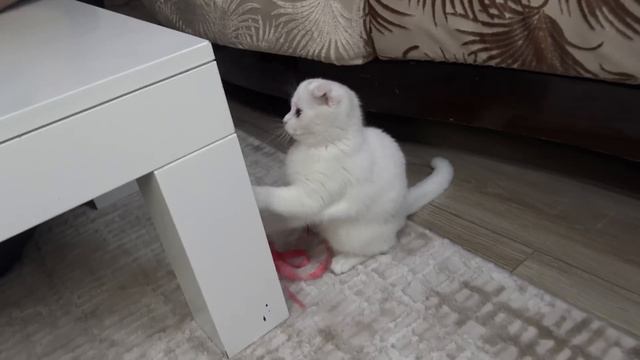 LİNA'YA SÜRPRİZ PAKET ! LİNA ÇOK SEVİNDİ ! PRENSES LİNA смотреть онлайн
