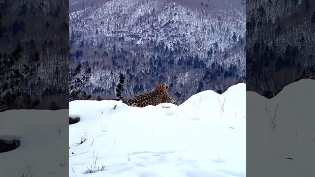 Одинокий леопард