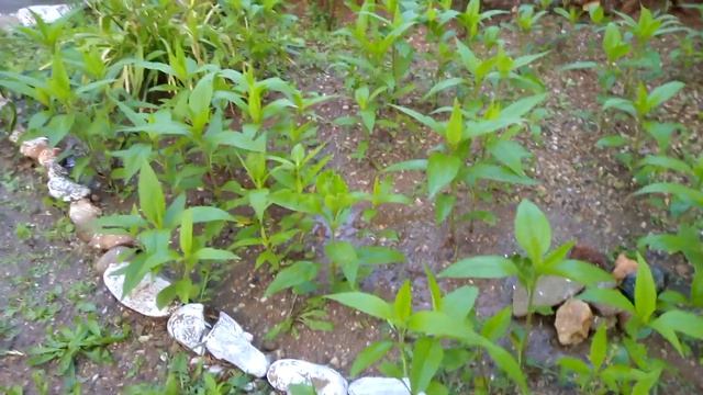 Обзор моего участка после дождя ,одни цветы оцветают но другие расцветает, Красота!! ! смотреть онлайн