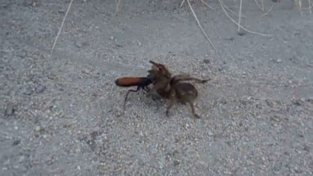 Tarantula Hawk at Dixon Lake Campground смотреть онлайн
