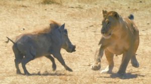 Бородавочник —  настоящая боевая свинья! Бесстрашный и непредсказуемый житель Африки.