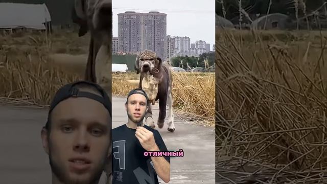 Собака все тащит в дом