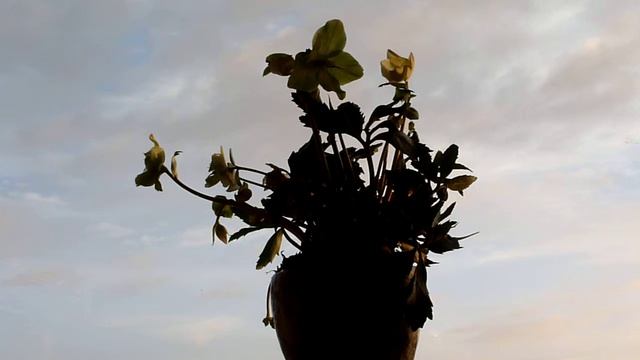 Abba - Happy New Year - Helleborus "Little Darling" - 31-12-2015 - 1 смотреть онлайн