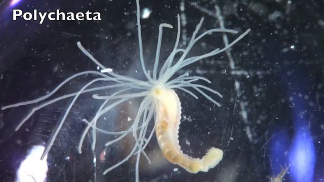 Polychaeta 1 смотреть онлайн