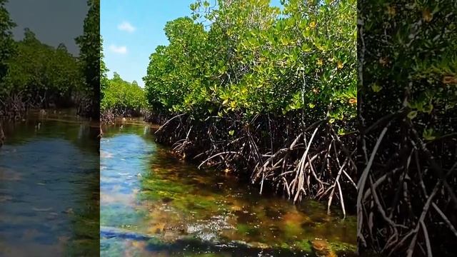 Занзибар, мангровый лес. смотреть онлайн