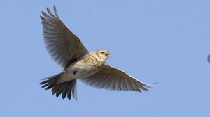 Жаворонок в небе песни поёт.