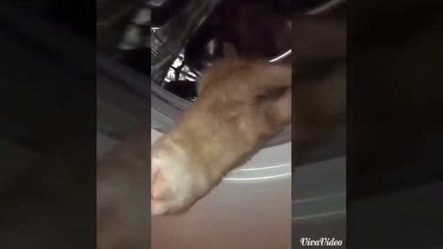 Хорёк хочет обнимашки )) смотреть онлайн