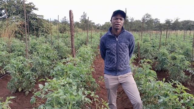 Tips On How To Produce Open-Field Tomato смотреть онлайн