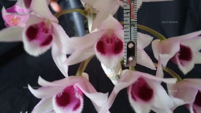 Dendrobium parishii var. semi alba (990) orchid смотреть онлайн