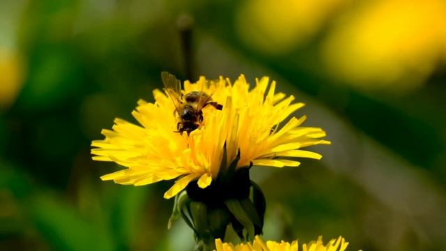 අපේ ගෙවත්ත | පෙරහුරු රචනා | our garden | sinhala essay | grade 3,4,5 смотреть онлайн