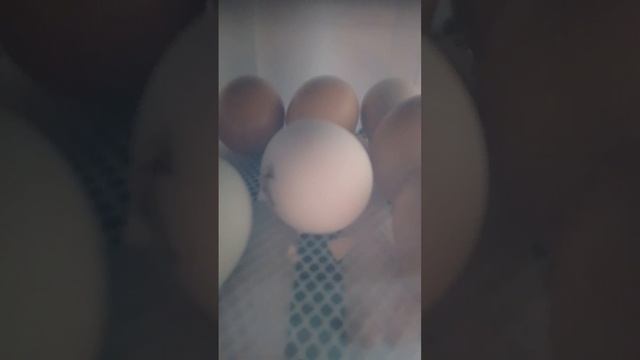 ❤Вылупление цыплёнка ✅🐤🐤#Инкубатор для яиц #Бизон зелёный #курочка #яйца #цыплята #обучение #обзор