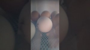 ❤Вылупление цыплёнка ✅🐤🐤#Инкубатор для яиц #Бизон зелёный #курочка #яйца #цыплята #обучение #обзор