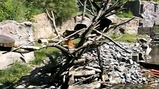 Dancing Bear смотреть онлайн