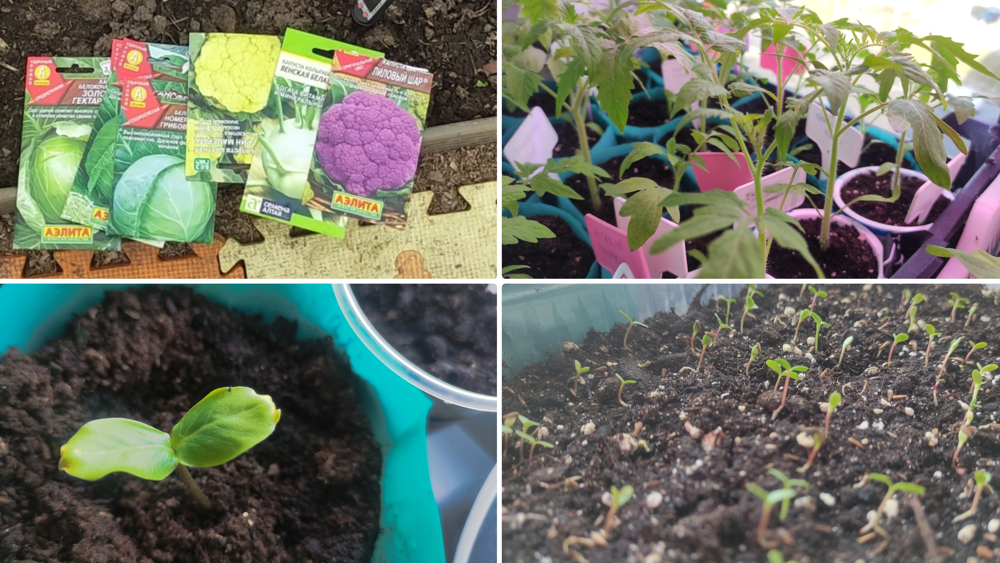 Посев капусты на рассаду в теплице 22 марта 2025.Пропала Кобея.Астры. Арбуз Фейерверк из своих семян смотреть онлайн