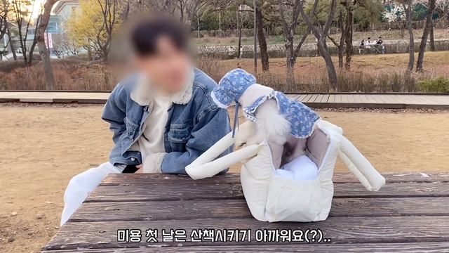 미용 후 프랑스 여인이 된 말티즈💙 смотреть онлайн