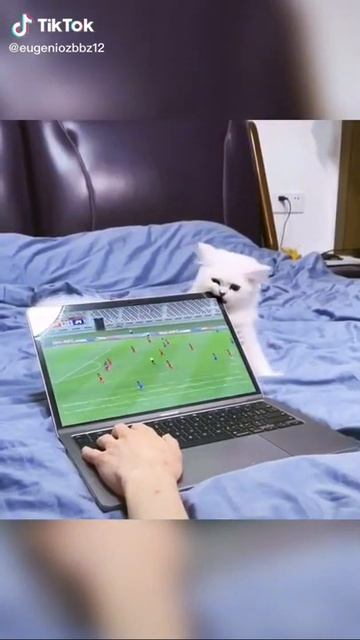 animal funny, animal lovely #4 #shorts смотреть онлайн